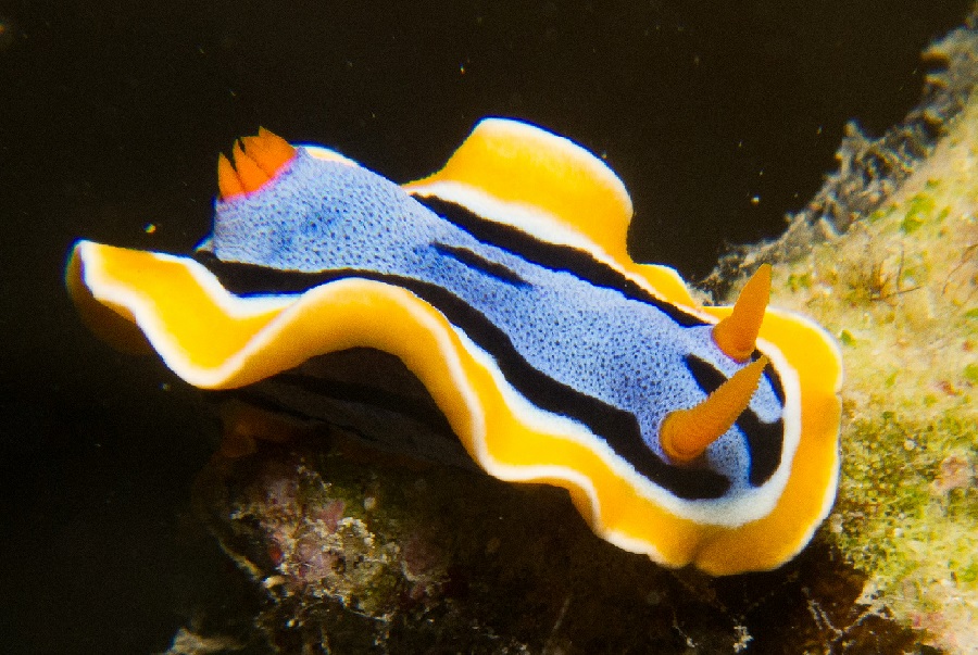 9pv6ikrmsqm7md6xp_3biillihg