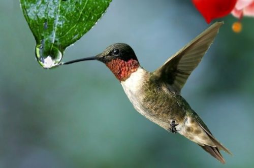 2017-blog53-colibri-500x331